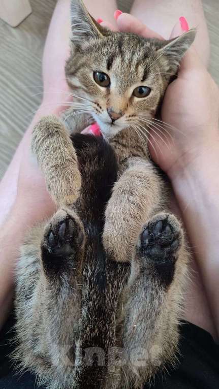 Кошки в Красногорске: Котенок Туман 5 месяцев ищет дом  Мальчик, Бесплатно - фото 6