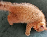 Кошки в Одинцово: Британский котенок мальчик Мальчик, 10 000 руб. - фото 5