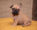 Собаки в Москве: Мальчик французского бульдога  Мальчик, 45 000 руб. - фото 1