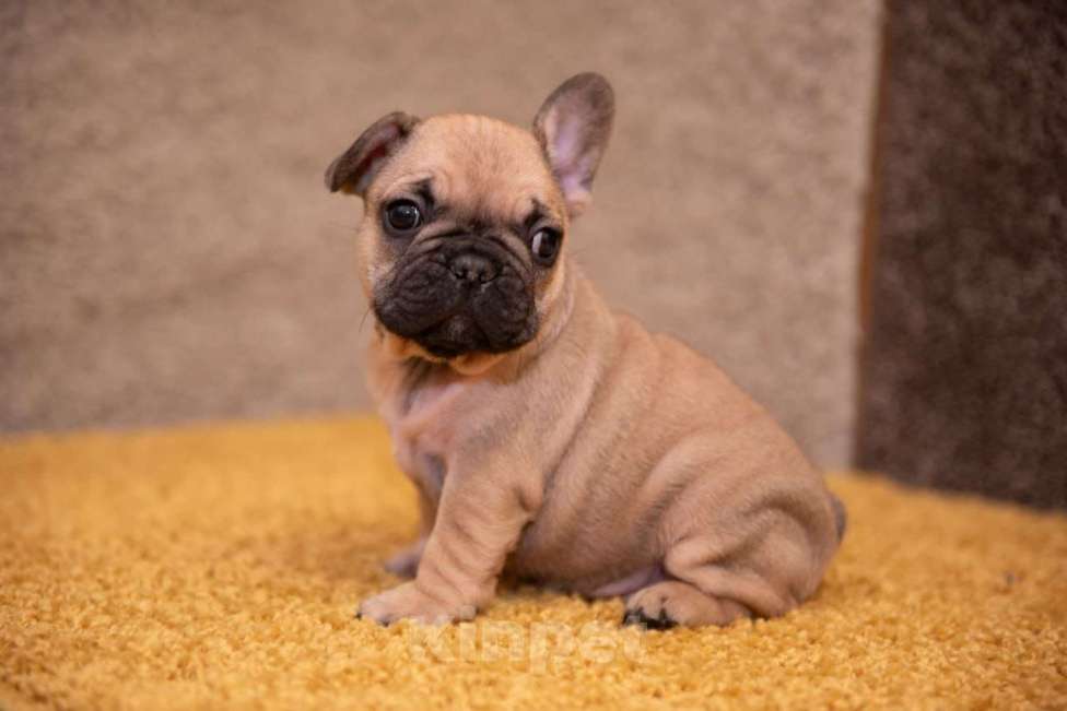 Собаки в Москве: Мальчик французского бульдога  Мальчик, 45 000 руб. - фото 1