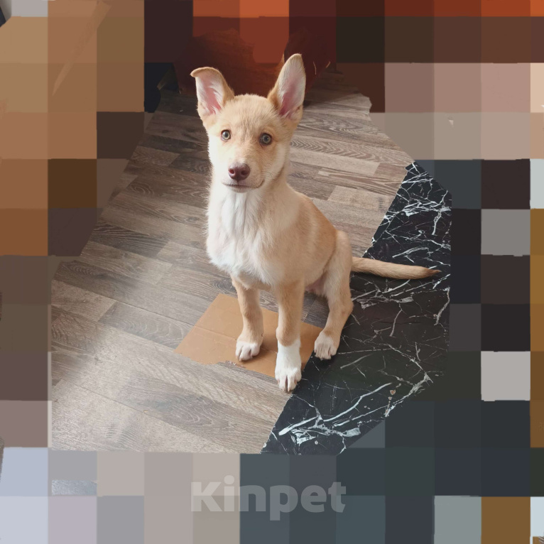 Собаки в Санкт-Петербурге: Щенок в добрые руки Девочка, Бесплатно - фото 1