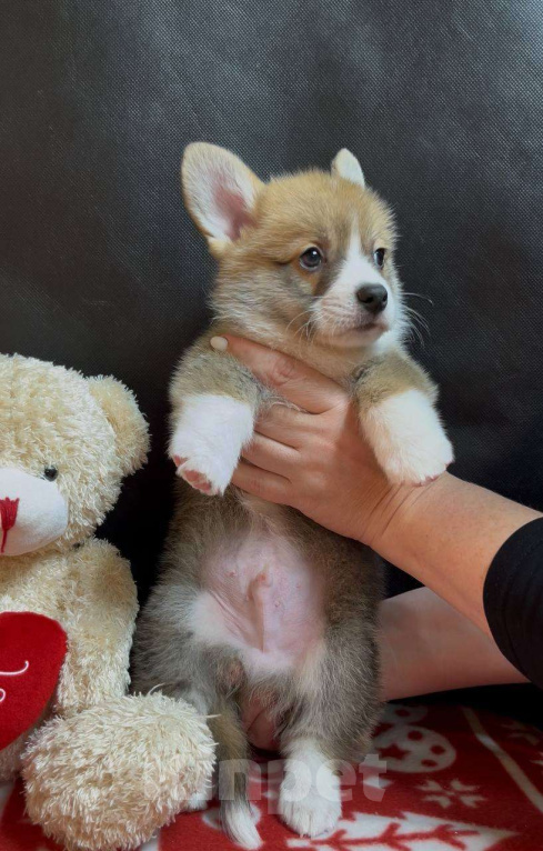 Собаки в других городах Московской области: Вельш корги пемброк мальчик с хвостиком Мальчик, 38 000 руб. - фото 4