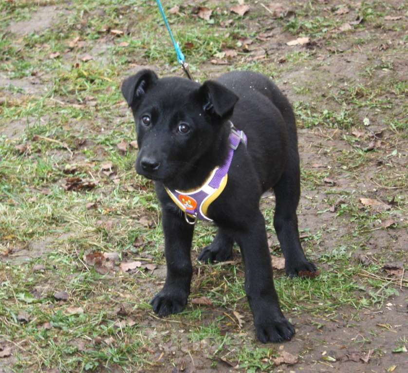 Собаки в Москве: Нежная малышка Пума ищет свою любящую семью! Девочка, Бесплатно - фото 3