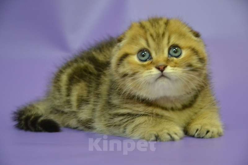 Кошки в Москве: Скоттиш фолд мальчик мраморный Мальчик, 65 000 руб. - фото 4