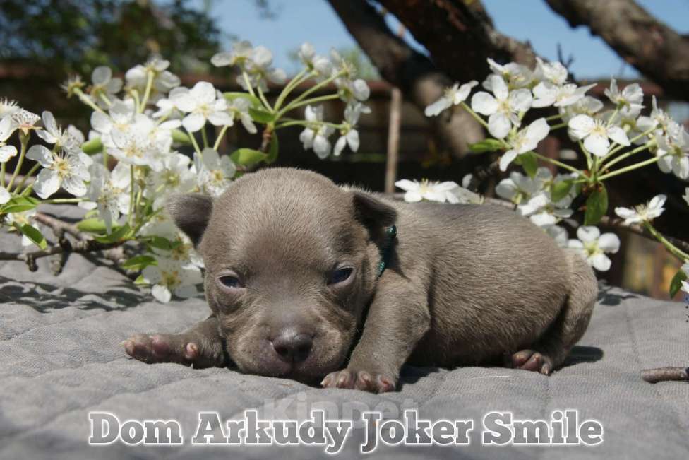 Собаки в Саратове: Dom Arkudy Just a Bomb Мальчик, 50 000 руб. - фото 1