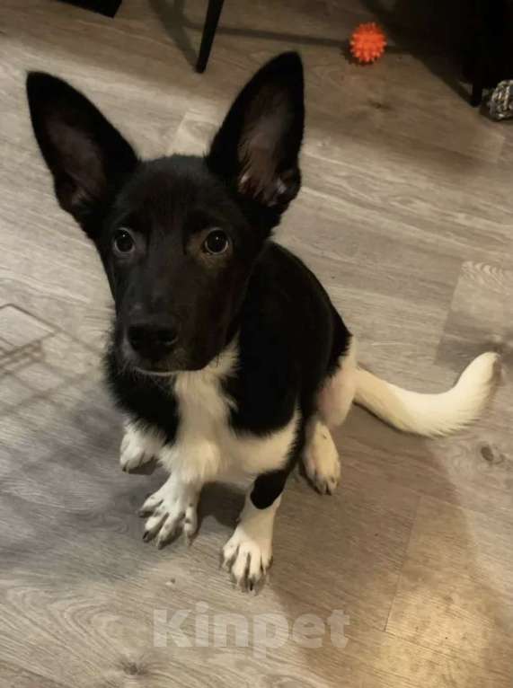 Собаки в Санкт-Петербурге: Отдам собаку в добрые руки Мальчик, Бесплатно - фото 1