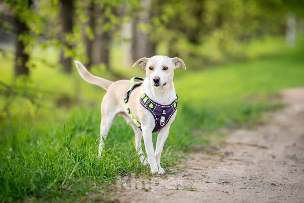 Собаки в Москве: Собака в дар Мальчик, Бесплатно - фото 7