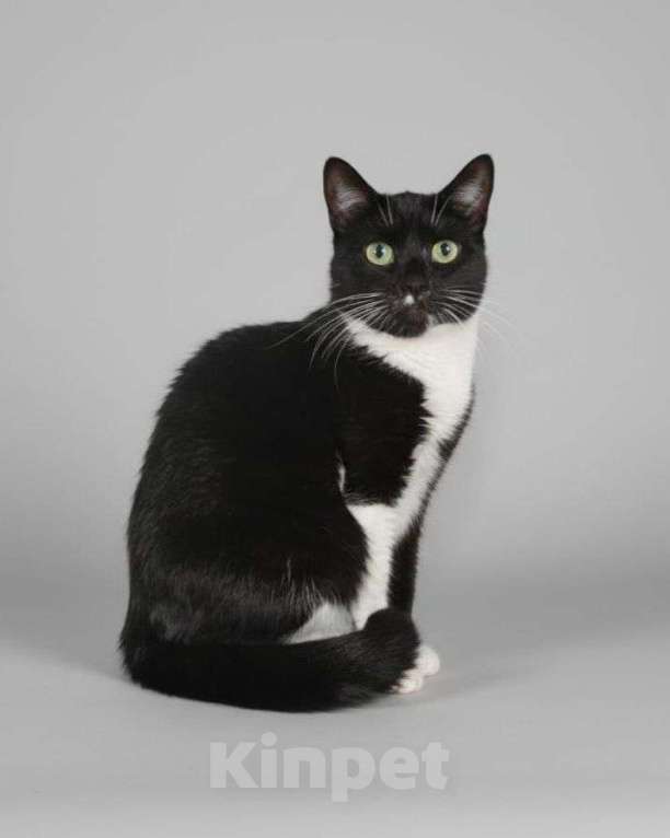 Кошки в Москве: Красивая черная кошечка ищет дом Девочка, Бесплатно - фото 1