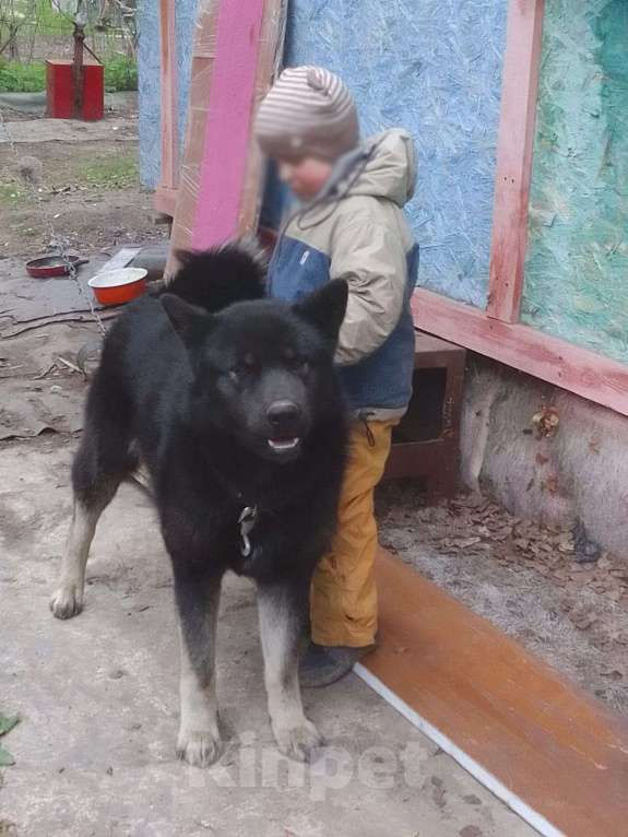 Собаки в Химках: Отдам в добрые руки щенков породы Мальчик, Бесплатно - фото 10