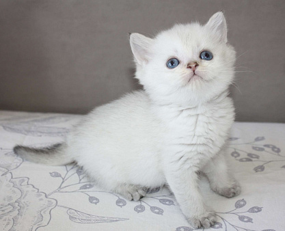 Очень красивая кошечка