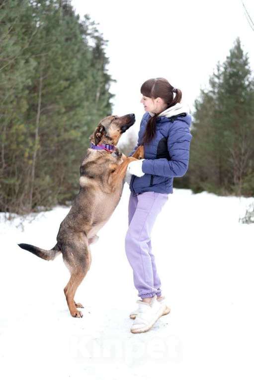 Собаки в Москве: Хан. Сочетание грозного вида и добрейшего сердца Мальчик, Бесплатно - фото 3