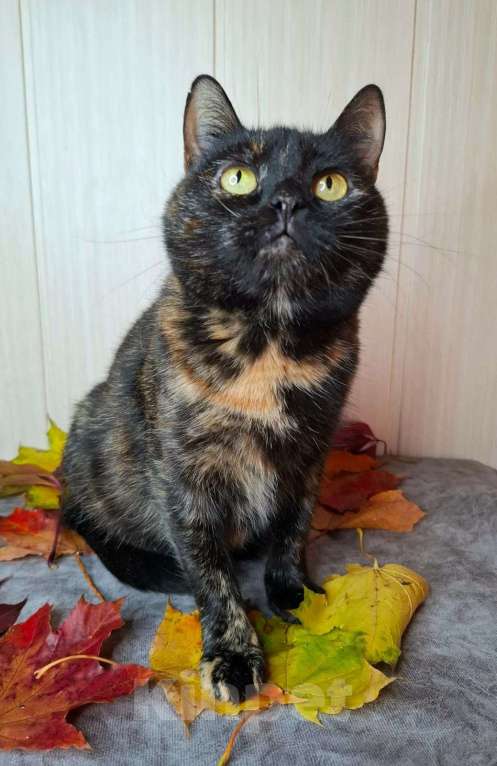 Кошки в Москве: Черепаховая кошка в добрые руки  Девочка, Бесплатно - фото 7