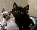 Кошки в других городах Воронежской области: Котята Девочка, Бесплатно - фото 4