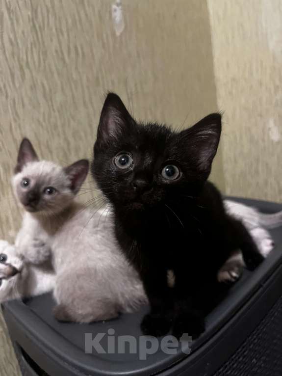 Кошки в других городах Воронежской области: Котята Девочка, Бесплатно - фото 4