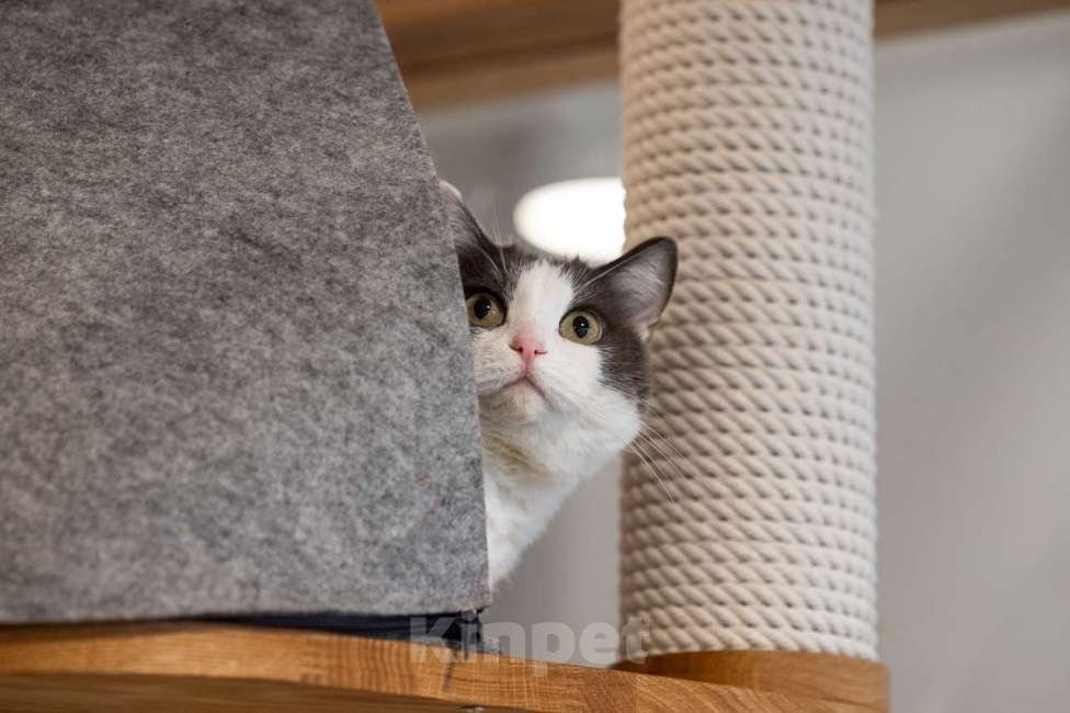 Кошки в Москве: кошка Аглая в добрые руки Девочка, Бесплатно - фото 5