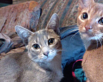 Кошки в Москве: Великолепные котята  метисы Абиссинской породы голубого окраса,мальчик и девочка Девочка, 20 000 руб. - фото 2