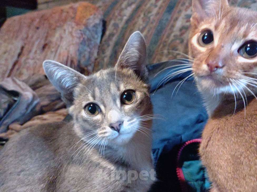Кошки в Москве: Великолепные котята  метисы Абиссинской породы голубого окраса,мальчик и девочка Девочка, 20 000 руб. - фото 2