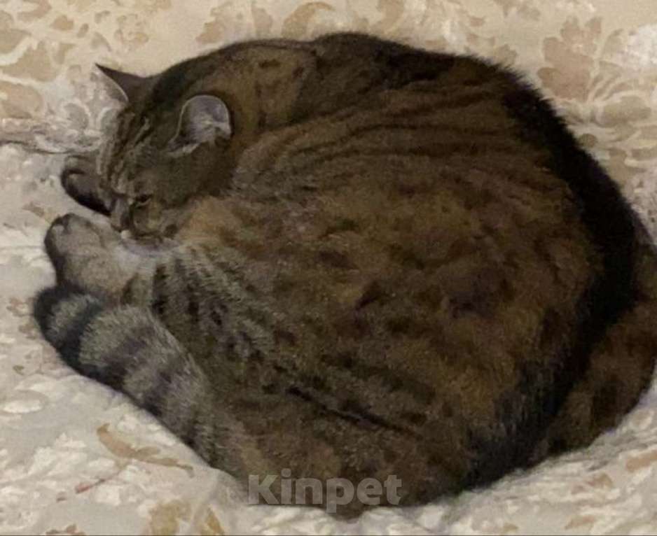 Кошки в Москве: Отдам в добрые руки Мальчик, Бесплатно - фото 5