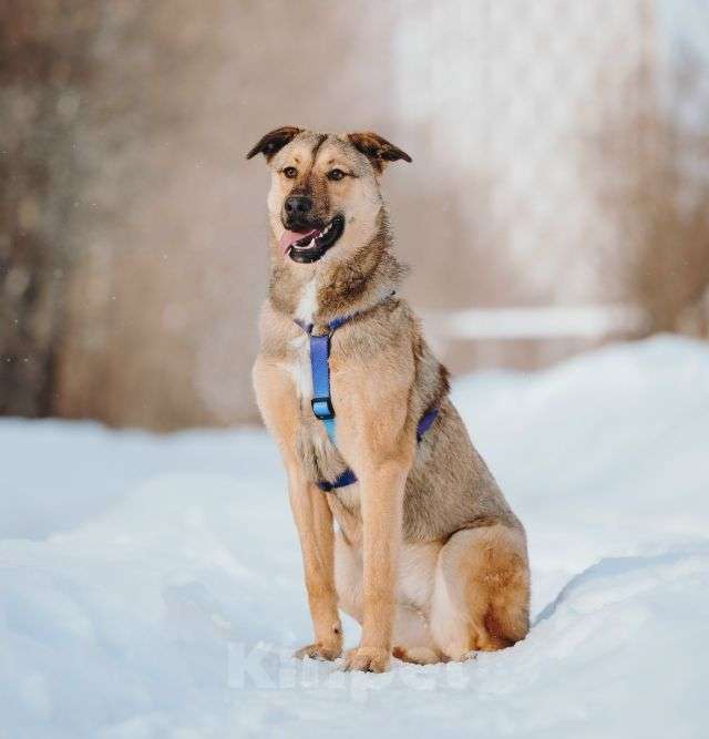 Собаки в Москве: Сади, собака-подросток, которая не умеет любить вполсилы Девочка, Бесплатно - фото 3