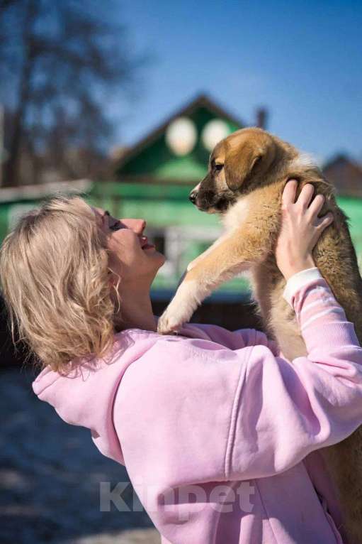 Собаки в Красногорске: Бетховен Мальчик, Бесплатно - фото 4