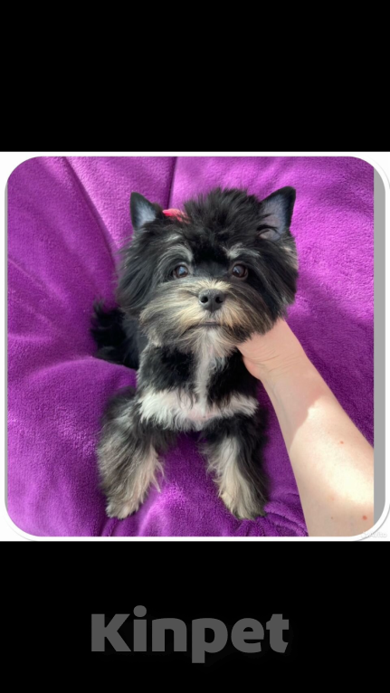 Собаки в Москве: Взрослый йорк девочка для разведения стандарт Девочка, 90 000 руб. - фото 2