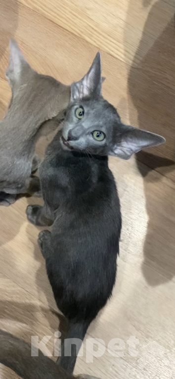 Кошки в Санкт-Петербурге: Ориентальные котята Мальчик, 49 000 руб. - фото 5