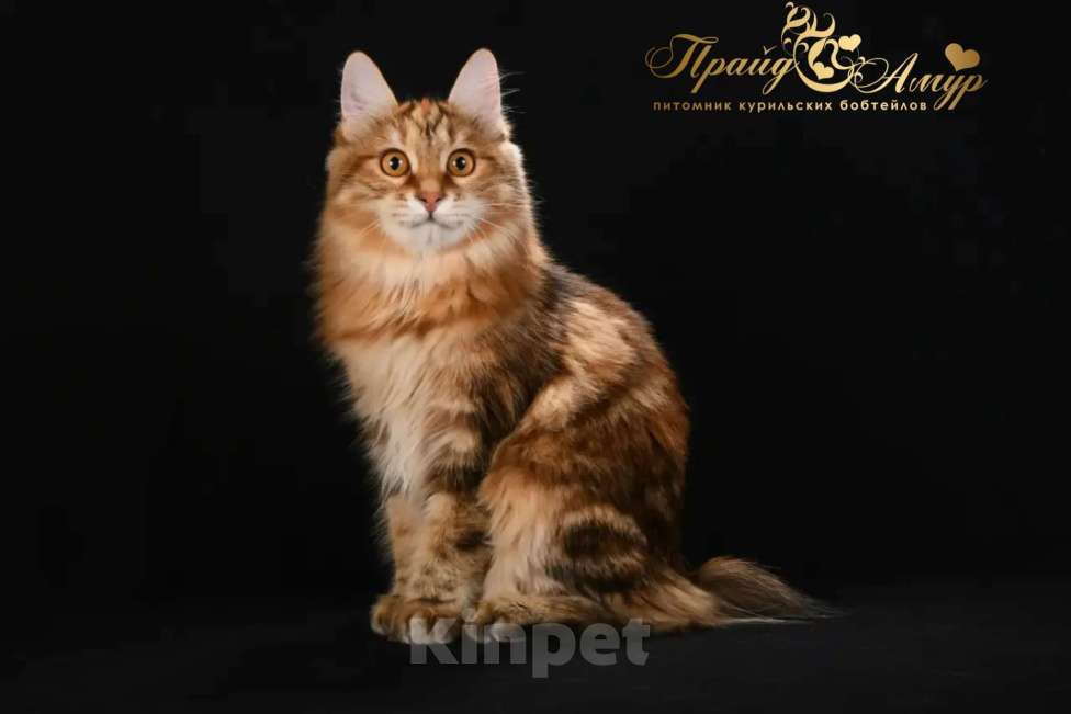 Кошки в Одинцово: Кошечка Курильского Бобтейла Девочка, Бесплатно - фото 1