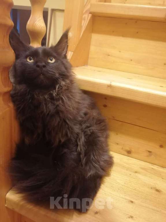 Кошки в Ульяновске: Продам котёнка породы мейн-кун Мальчик, Бесплатно - фото 3