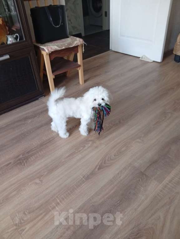 Собаки в Краснодаре: Продажа собачки Мальчик, 30 000 руб. - фото 1