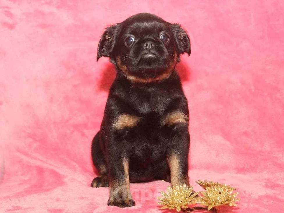 Собаки в Санкт-Петербурге: Маленькая принцесса Девочка, 80 000 руб. - фото 9