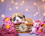 Собаки в Москве: Щенки вельш корги пемброк Девочка, 120 000 руб. - фото 2