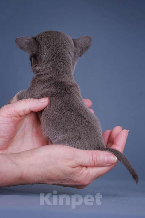 Собаки в Люберцах: Чихуахуа мини Мальчик, 75 000 руб. - фото 4