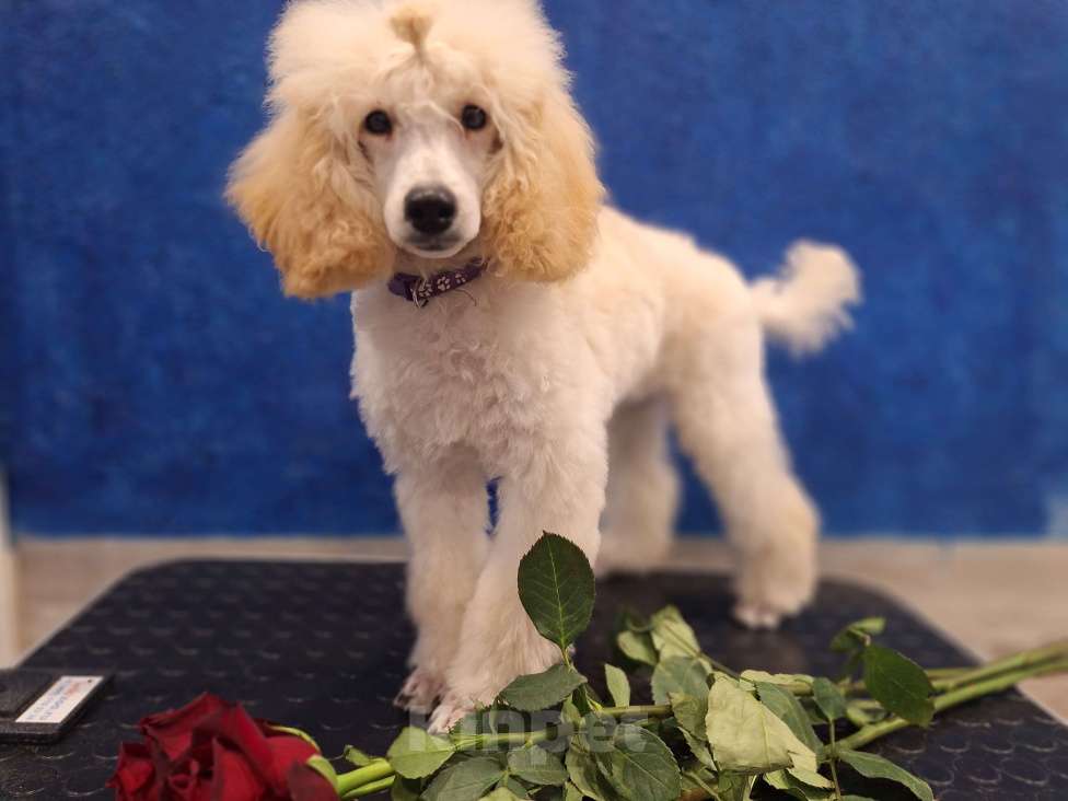 Собаки в Санкт-Петербурге: Девочка среднего пуделя,белого окраса Девочка, 100 000 руб. - фото 5