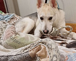 Собаки в Раменском: Вульфи ищет новый дом Мальчик, Бесплатно - фото 8