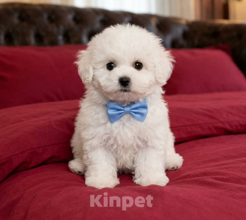 Собаки в Москве: Бишон фризе baby face mini мальчик Мальчик, 55 000 руб. - фото 1