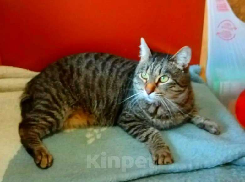 Кошки в Москве: Мишка выброшенный во дворе в дождь Мальчик, Бесплатно - фото 2