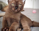 Кошки в Мытищах: Мальчик Тайсон ( окрас соболь) Мальчик, 60 000 руб. - фото 1