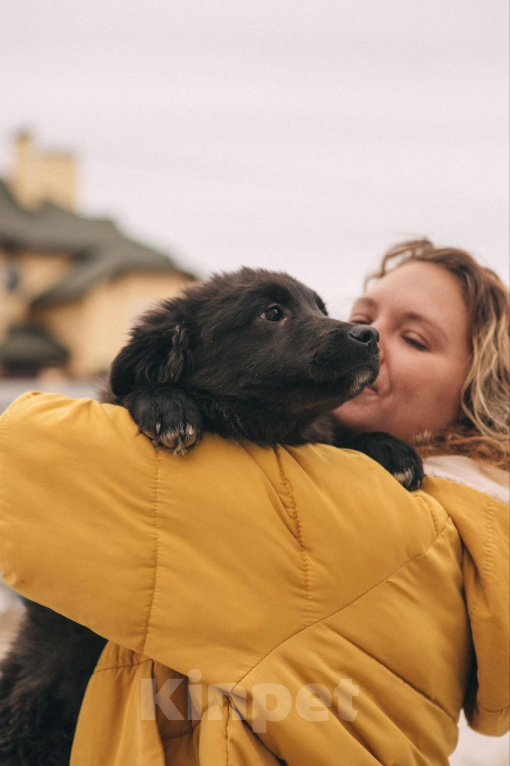 Собаки в Рязани: Баффи - умная малышка Девочка, Бесплатно - фото 2