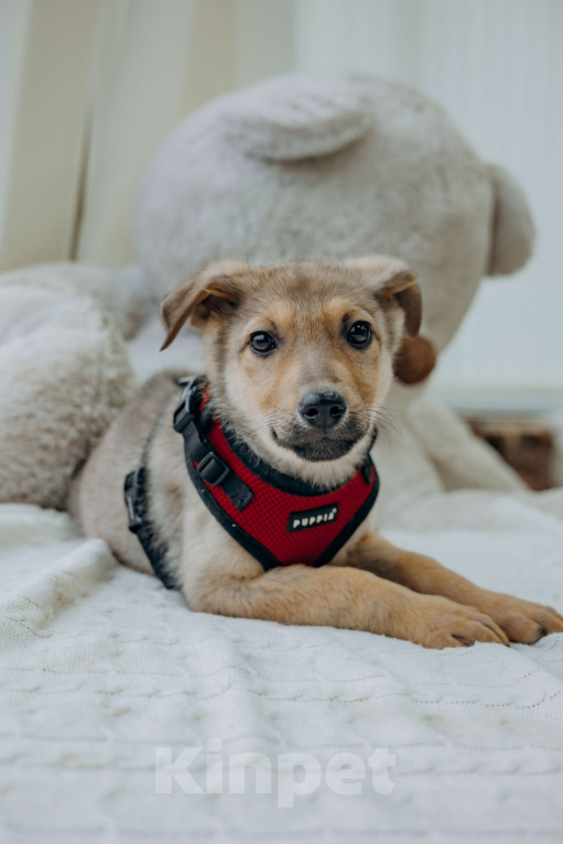 Собаки в Раменском: Щенок Арахис в добрые руки Мальчик, Бесплатно - фото 1