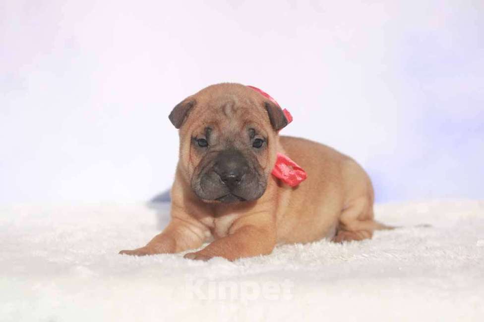 Собаки в Екатеринбурге: Шарпей девочка Девочка, 30 000 руб. - фото 1