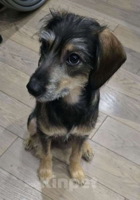 Собаки в Москве: Якутята ппбж Девочка, Бесплатно - фото 10