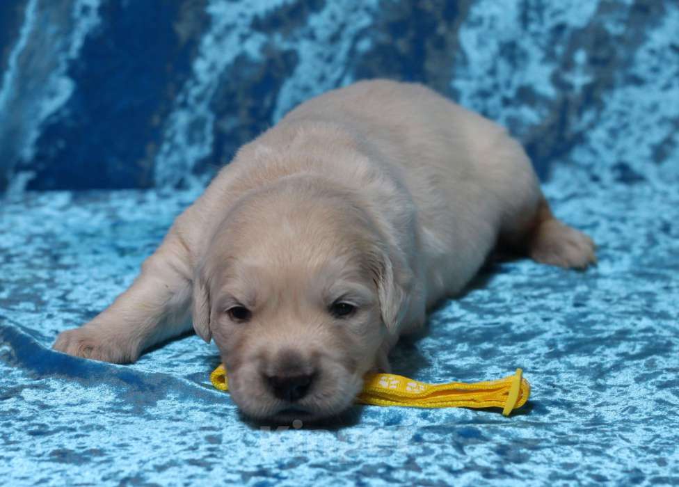 Собаки в Москве: Щенки золотистого ретривера Разнополые, 80 000 руб. - фото 7