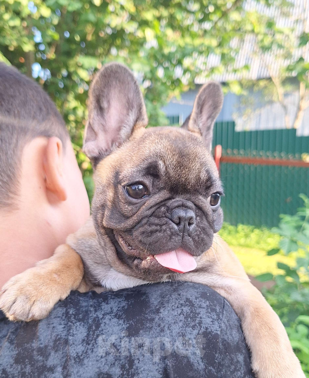 Собаки в Щелково: Маленькая девочка  Девочка, Бесплатно - фото 2