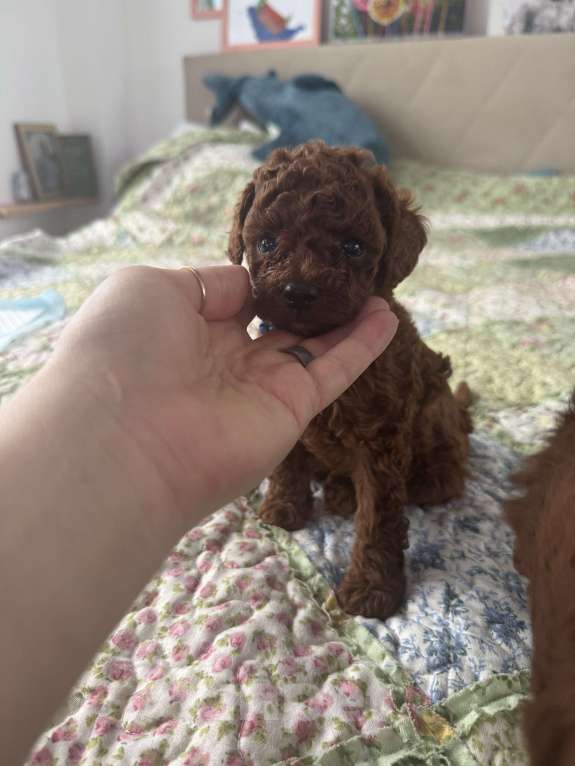 Собаки в Москве: Той-пудель тикап тэдди Мальчик, 150 000 руб. - фото 3