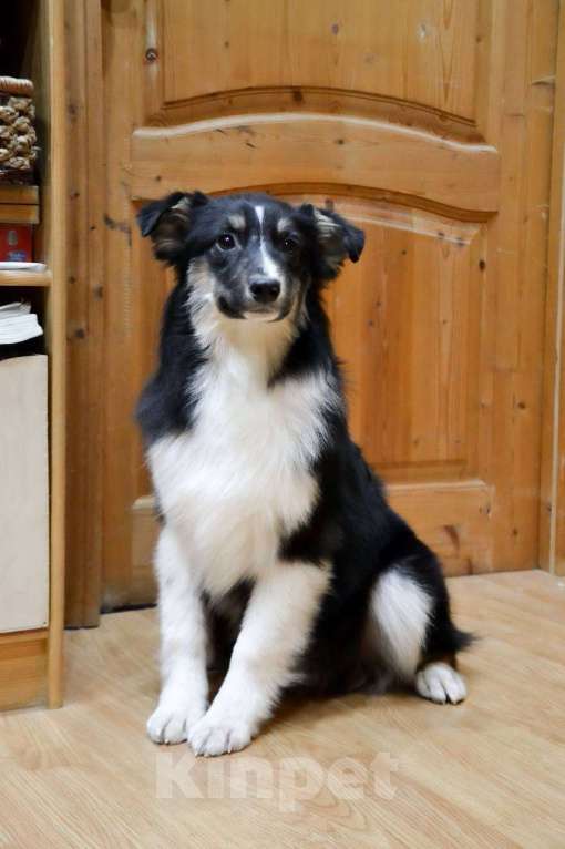 Собаки в Москве: Австралийская Овчарка Аусси щенок  Мальчик, 25 000 руб. - фото 4