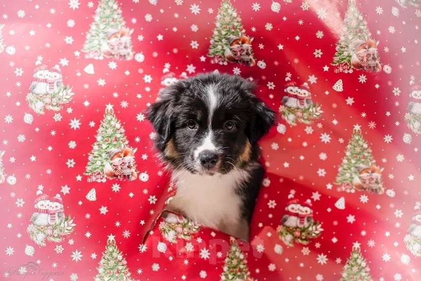 Собаки в Воронеже: Австралийская овчарка/аусси щенок Девочка, 60 000 руб. - фото 2