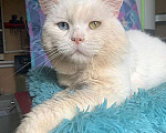 Кошки в Москве: Украшение любого дивана, роскошный ласковый котик Орбит в добрые руки Мальчик, 10 руб. - фото 1
