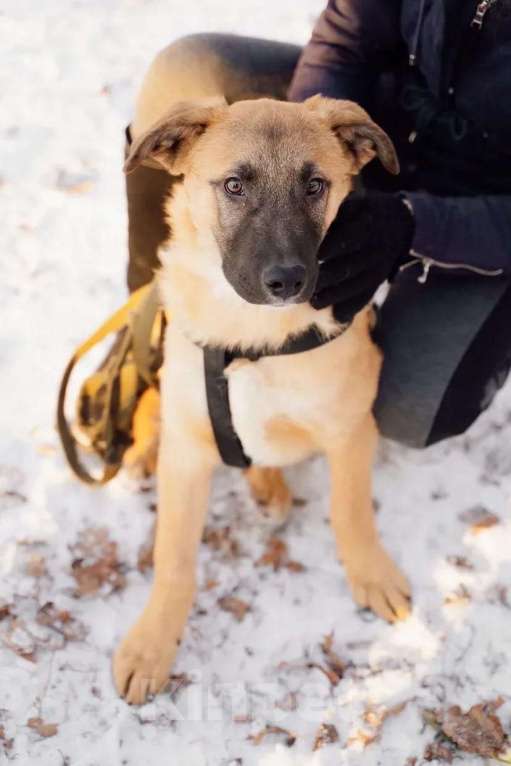 Собаки в Москве: Тилль Мальчик, Бесплатно - фото 4