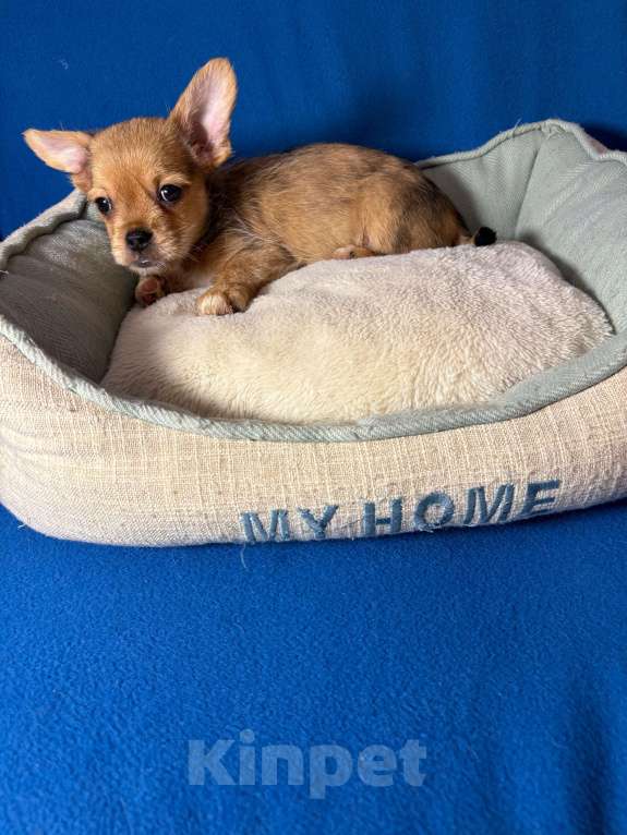 Собаки в Москве: Чихуахуа-  Мальчик Мальчик, 15 000 руб. - фото 1