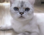 Кошки в Златоусте: Шотландский прямоухий Мальчик, 7 000 руб. - фото 6